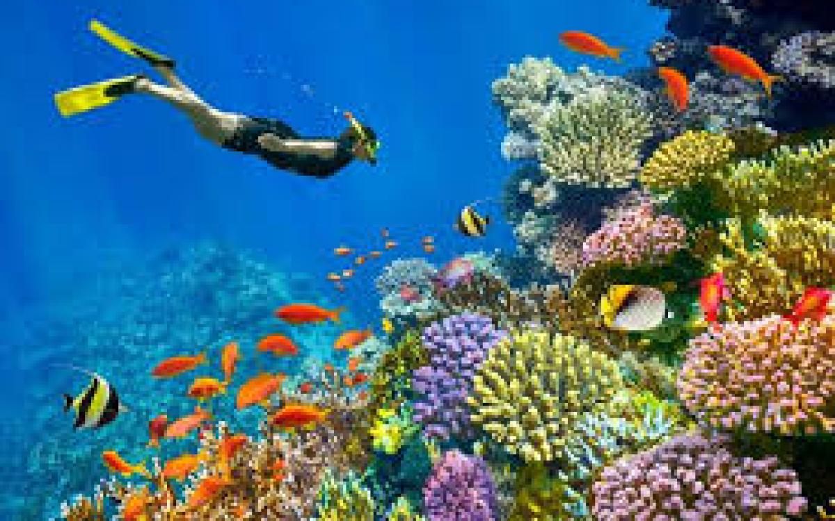 Diving from the shore of naama bay