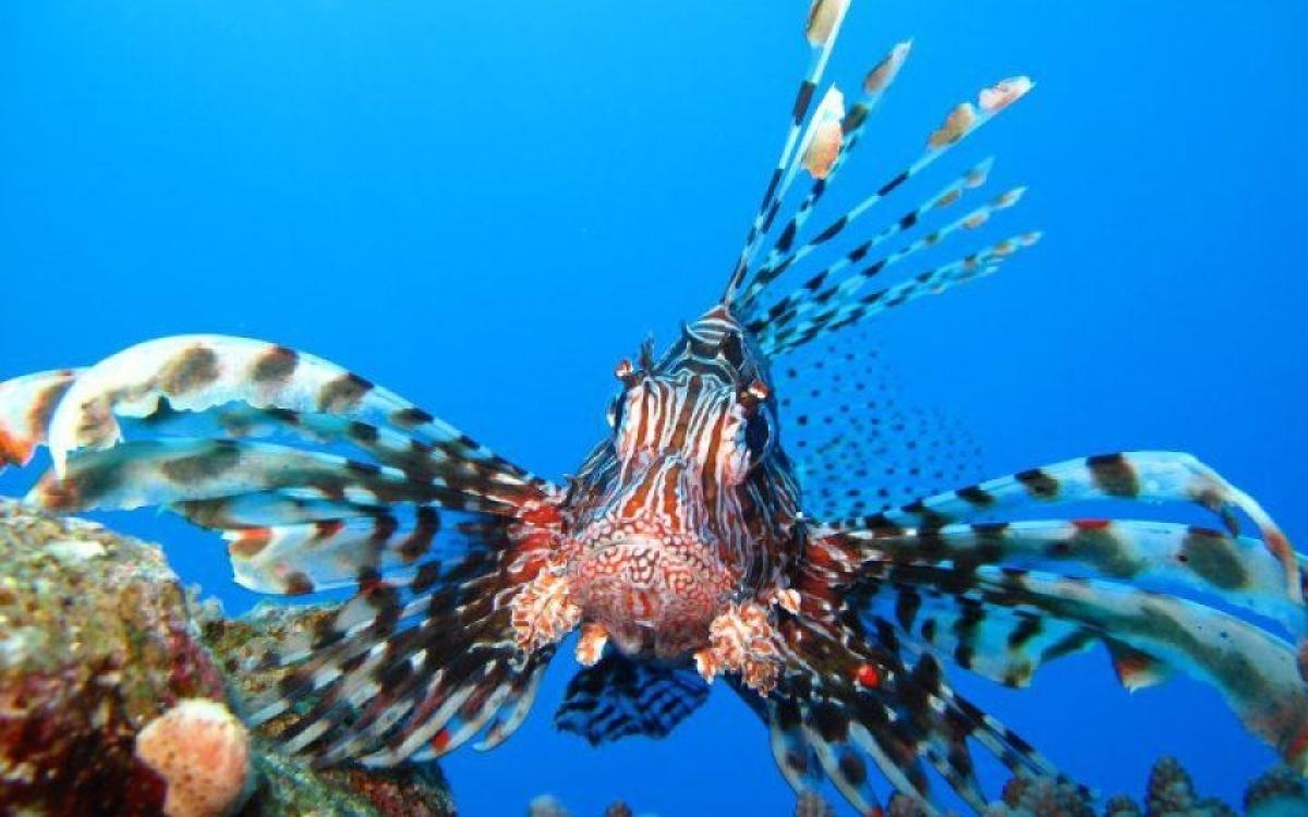 Ras Mohamed by boat in the red sea (National Park)