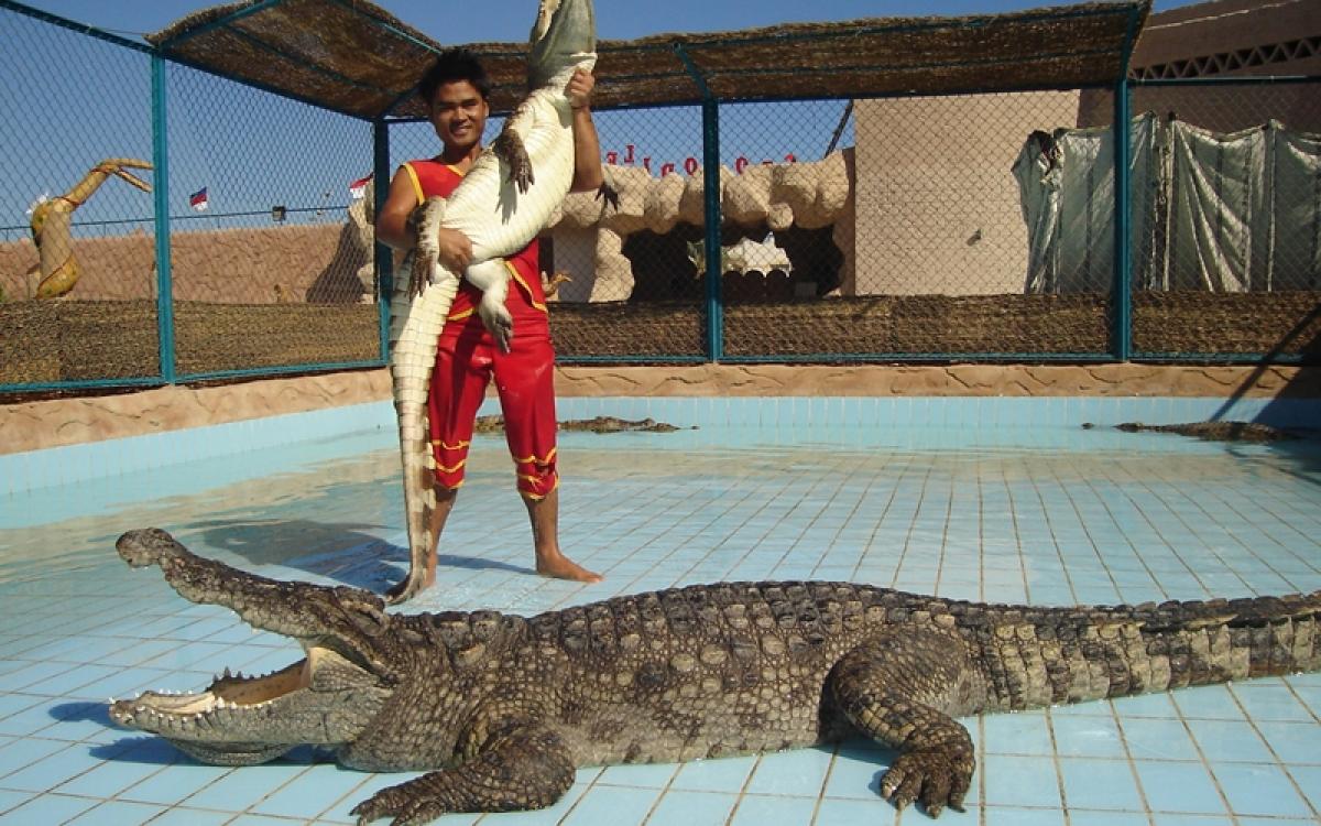 Snake and Crocodile Show in sharm El sheikh